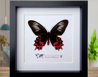 Gerahmter Vampir Schmetterling, schwarze und rote Entomologie Wandkunst