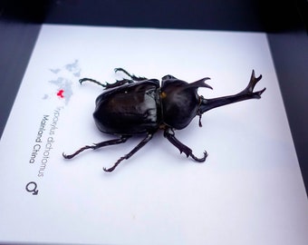 Framed Japanese Rhinoceros Beetle Taxidermy: Entomology Gift