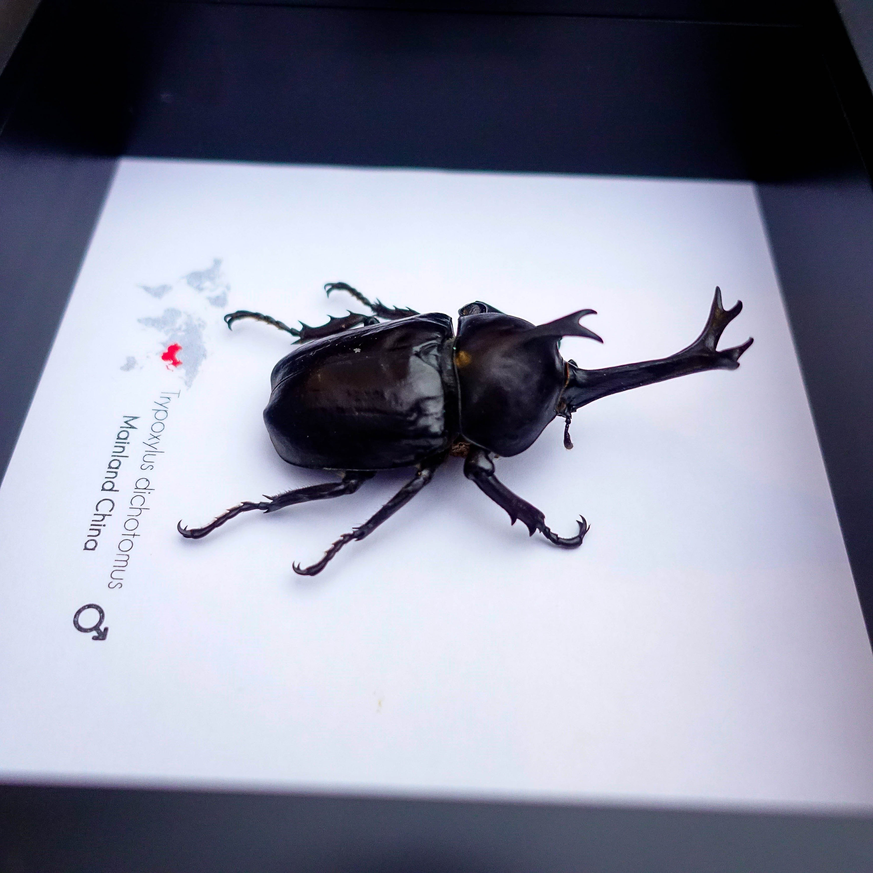 Framed Japanese Rhinoceros Beetle Taxidermy: Entomology Gift - Etsy