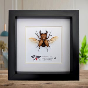 Framed red stag beetle specimen: 6" shadow box - entomology gift