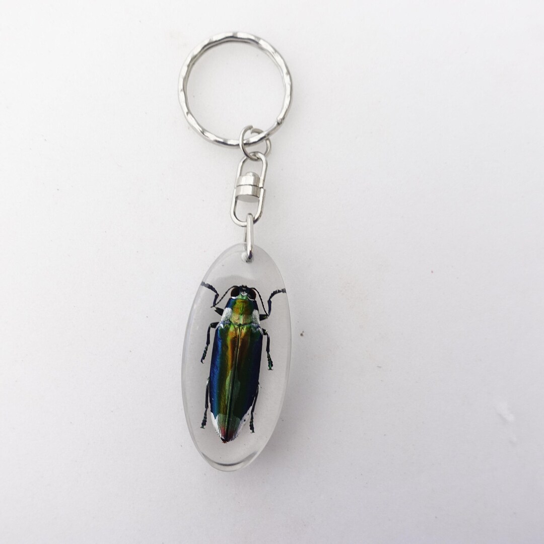 Real Beetle Keychain, Resin Keyring, Cyphogastra Javanica - Etsy
