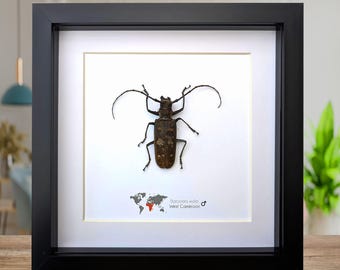 Escarabajo longicornio Batocera wayliei enmarcado: arte mural de la naturaleza
