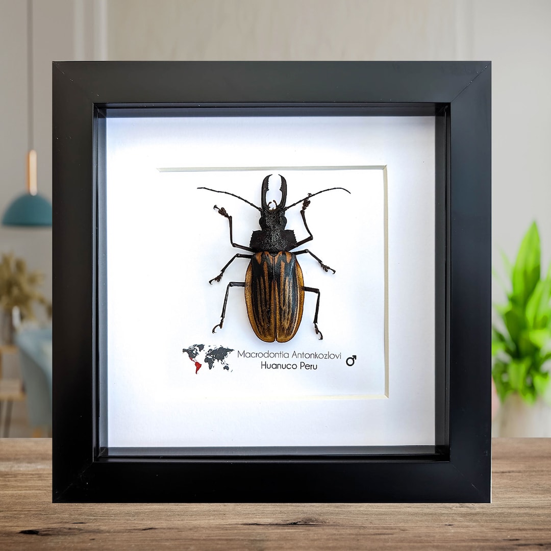 Macrodontia Antonkozlovi, Longhorn Beetle, Giant Beetle From