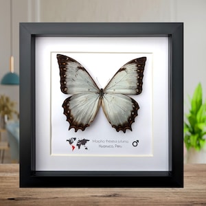 Morpho theseus - Etsy 日本