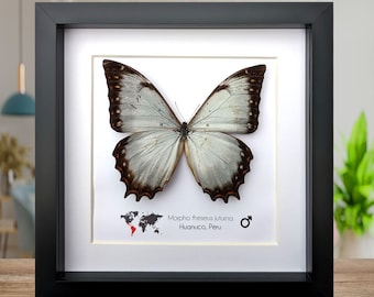 Framed morpho butterfly display: ethically sourced entomology wall decor