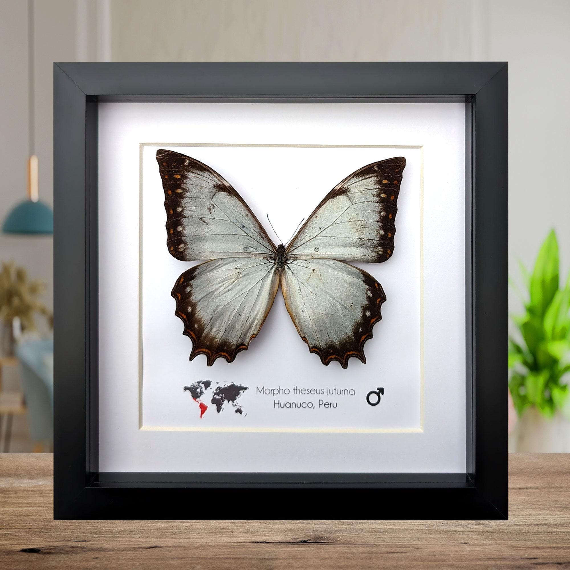 Morpho theseus - Etsy 日本