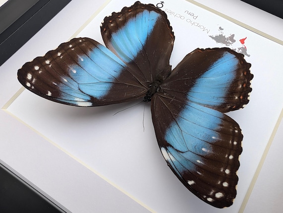 Framed Achilles Morpho Butterfly: Blue-banded Female, Peru (8x8