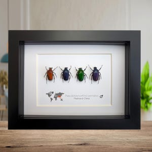 Framed pseudotorynorrhina fortunei beetles: multicolour entomology wall art