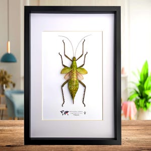 Op de afbeelding: Een ingelijst exemplaar van een groene Heteropteryx dilatata wandelende tak met gespreide vleugels, weergegeven op een witte achtergrond. Onder het insect staat een kleine wereldkaart met Maleisië en de tekst Heteropteryx dilatata, Jungle Nymph, Malaysia.