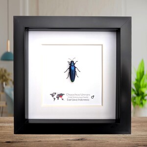 Encadré Chrysochroa fulminans, scarabée violet arc-en-ciel, scarabée de la taxidermie, cadre 6 x 6 po