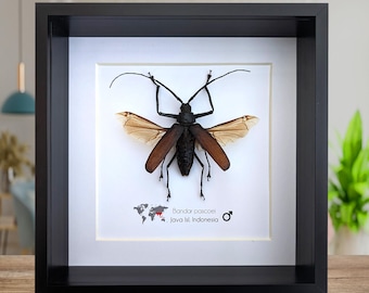 Bandar pascoei, escarabajo longicornio macrotoma de Java, Indonesia, marco tipo caja de sombras de 8" x 8"