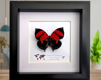 Gerahmter Schmetterling: Siderone marthesia, peru (6x6)