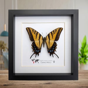 May include: A framed butterfly specimen, showcasing a yellow and black Papilio multicaudata from Guerrero, Mexico. The butterfly is centered on a white background within a black frame, with a world map and text below.