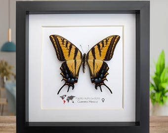 Papilio multicaudata, samica jaskółczego ogona, Oaxaca, Meksyk. Ramka 8" x 8"