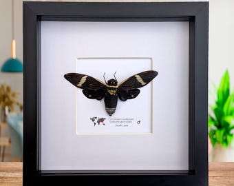 Framed sumbooms giant cicada: ethically sourced entomology art