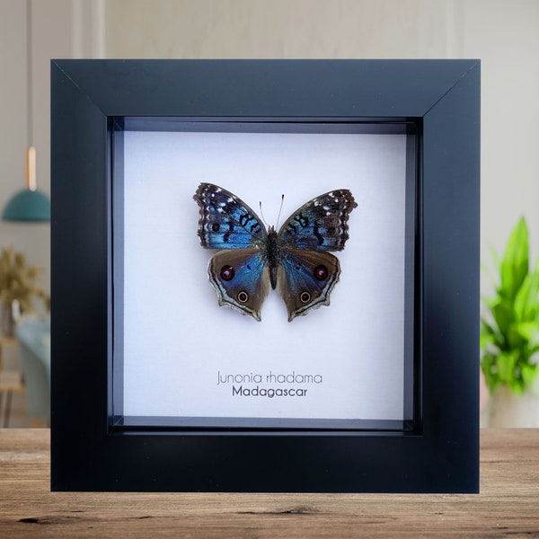 Junonia rhadama, le bleu brillant, taxidermie papillon, décoration murale, cadeau d'entomologie, papillon bleu, art de la nature, cadeau