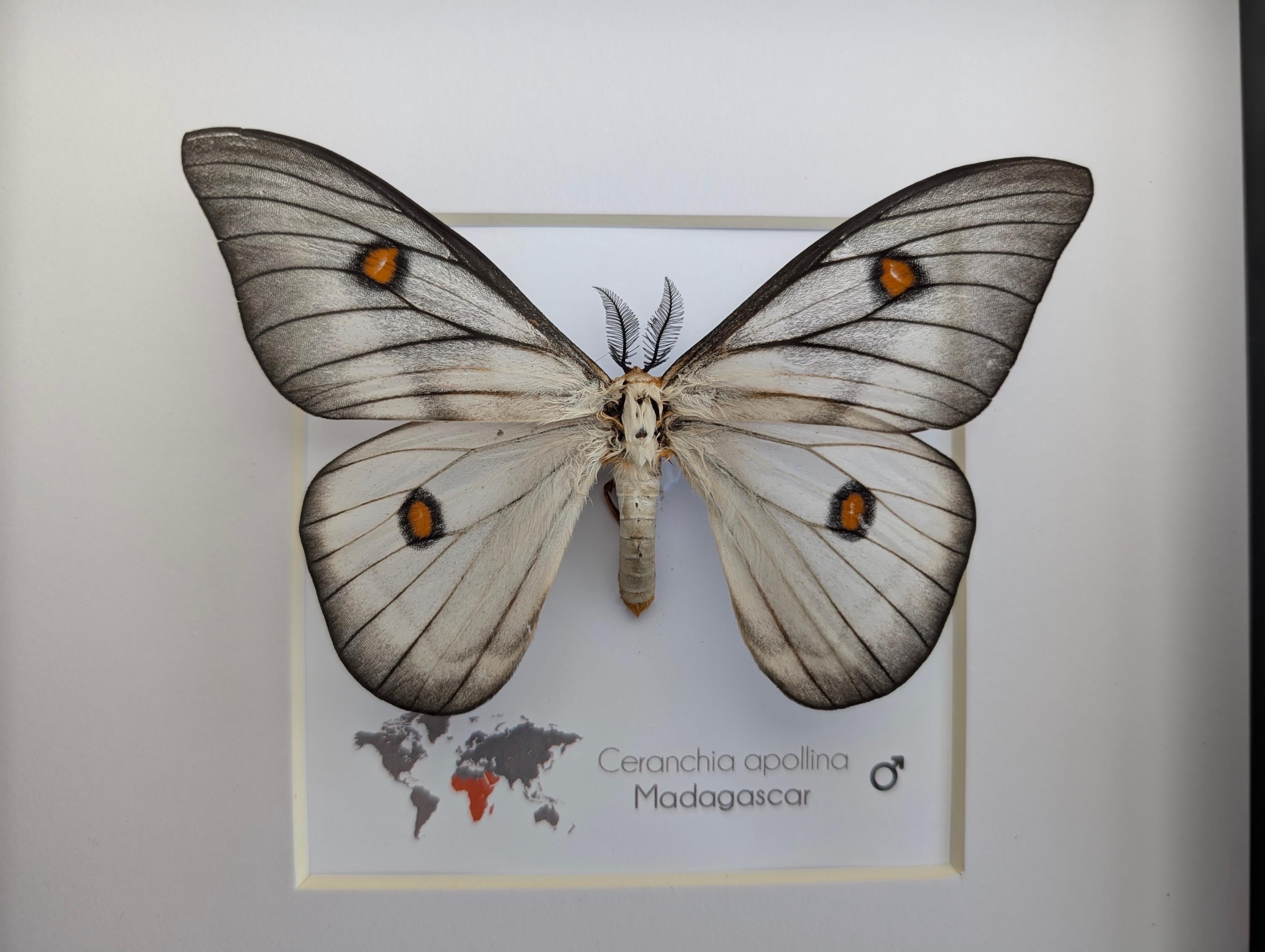 標本 Ceranchia apollina1 pair 104mm 108mm Real Ghostly Silk Moths Framed Taxidermy - Ceranchia