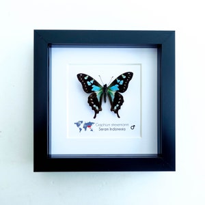 Graphium stresemanni, the tropical blue swallowtail, little blue and black butterfly from Indonesia, Frame 4 x 4 image 5