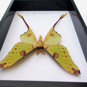 Argema mitrei male, the Comet moth, giant bright yellow moth with long tails from Madagascar, shadow box size A4 image 4