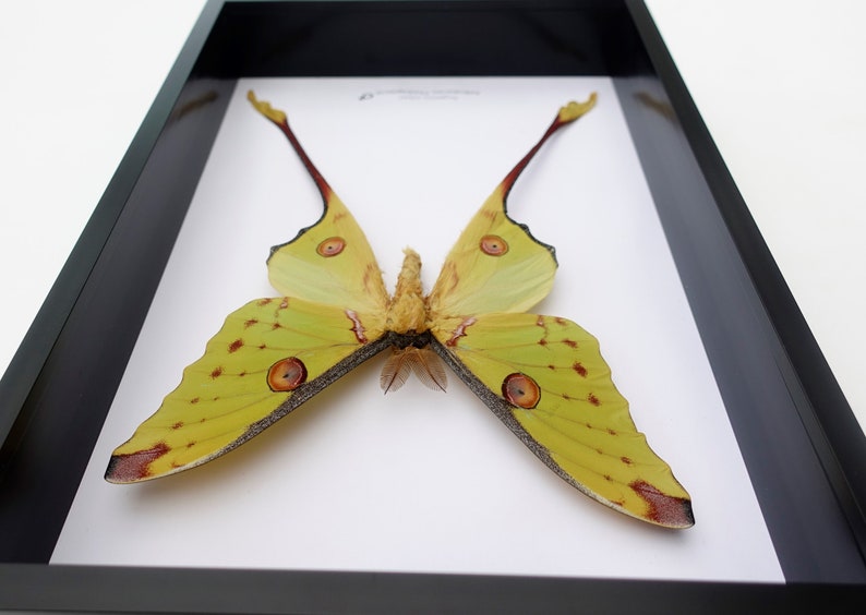 Argema mitrei male, the Comet moth, giant bright yellow moth with long tails from Madagascar, shadow box size A4 image 4