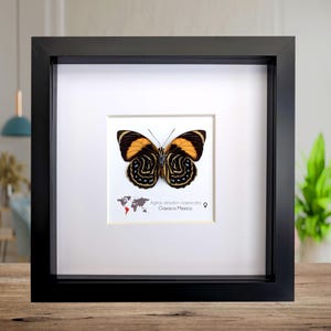 May include: A framed butterfly specimen with black and orange wings. The butterfly is labelled "Agrias amydon oaxaca" and "Oaxaca Mexico".