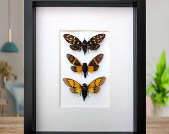 Set gerahmte Zikade: Galeana maculata, Sulfogaeana, Becquartina (26 cm x 20 cm)