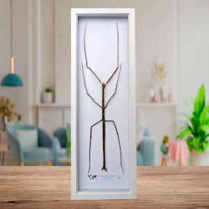 Op de afbeelding: Een ingelijst insectenexemplaar, waarschijnlijk een wandelende tak, gepresenteerd in een wit rechthoekig frame. Het insect is bruin en geplaatst tegen een witte achtergrond. Het frame staat op een houten oppervlak.
