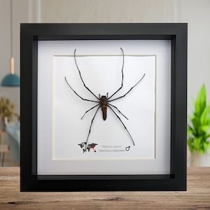 Nephila pilipes, araña tejedora dorada del norte, araña tejedora dorada gigante, araña gigante de Indonesia, marco de 20 x 20 cm