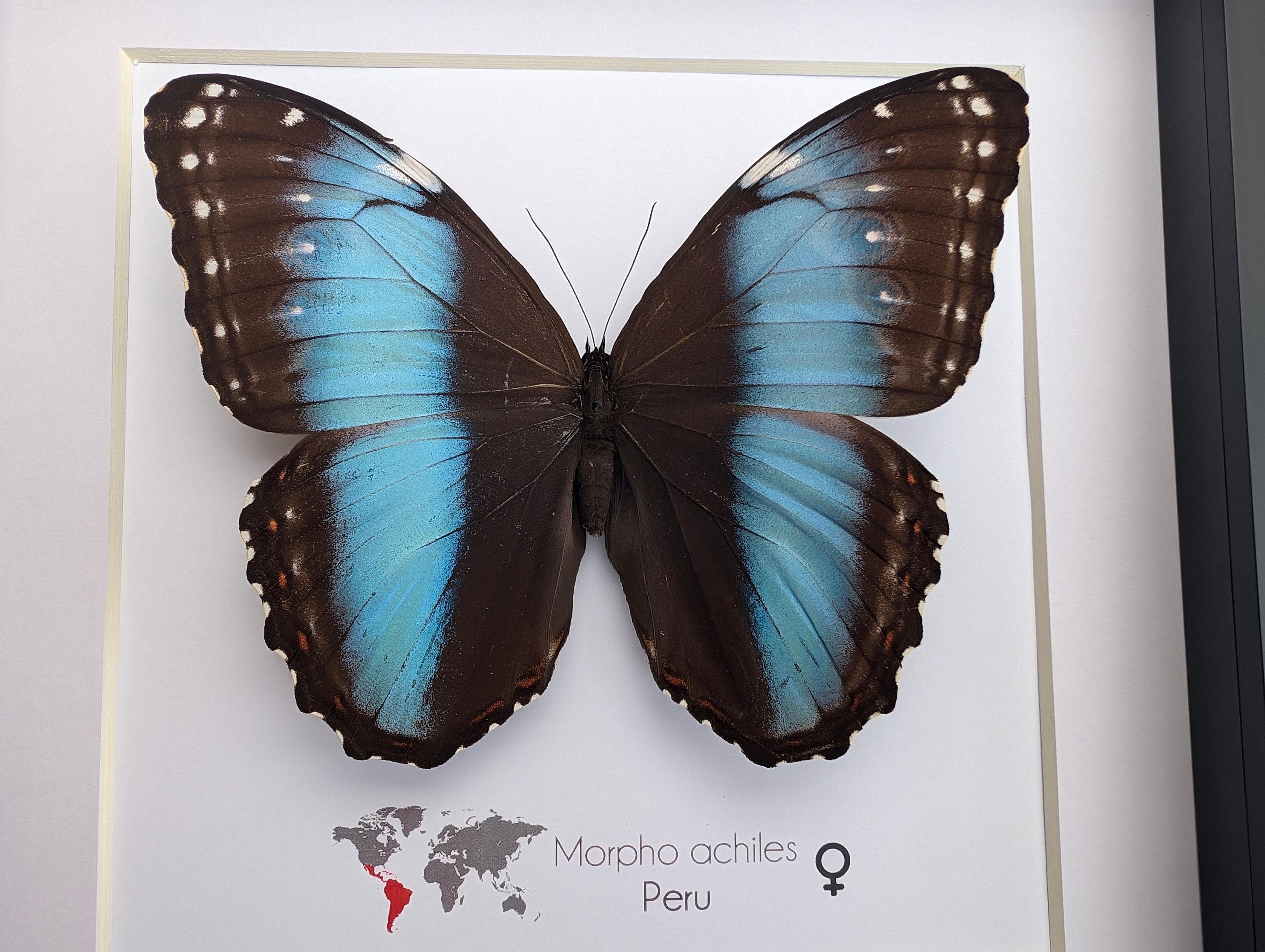 Framed Achilles Morpho Butterfly: Blue-banded Female, Peru (8x8
