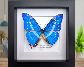 モルフォ・ディディウス（オス、ペルー産） Amazon.co.jp: 蝶の標本 ディディウスモルフォ Morpho didius