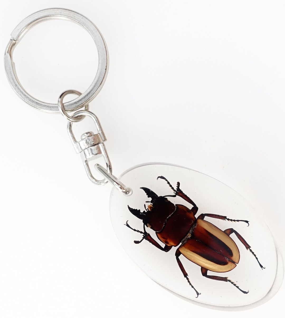 Stag Beetle Resin Keychain, Brown Insect Keyring - Etsy