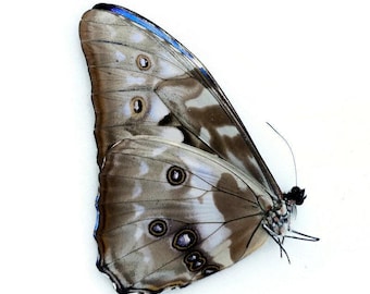 Morpho Cypris Peru (PE) - BIG Unmounted Tropical Specimen