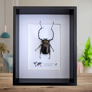 Puede incluir: Un espécimen de insecto enmarcado de un escarabajo *Cheirotonus battareli* del norte de Vietnam. El escarabajo es negro y verde con largos cuernos curvos. El marco es negro con un paspartú blanco.