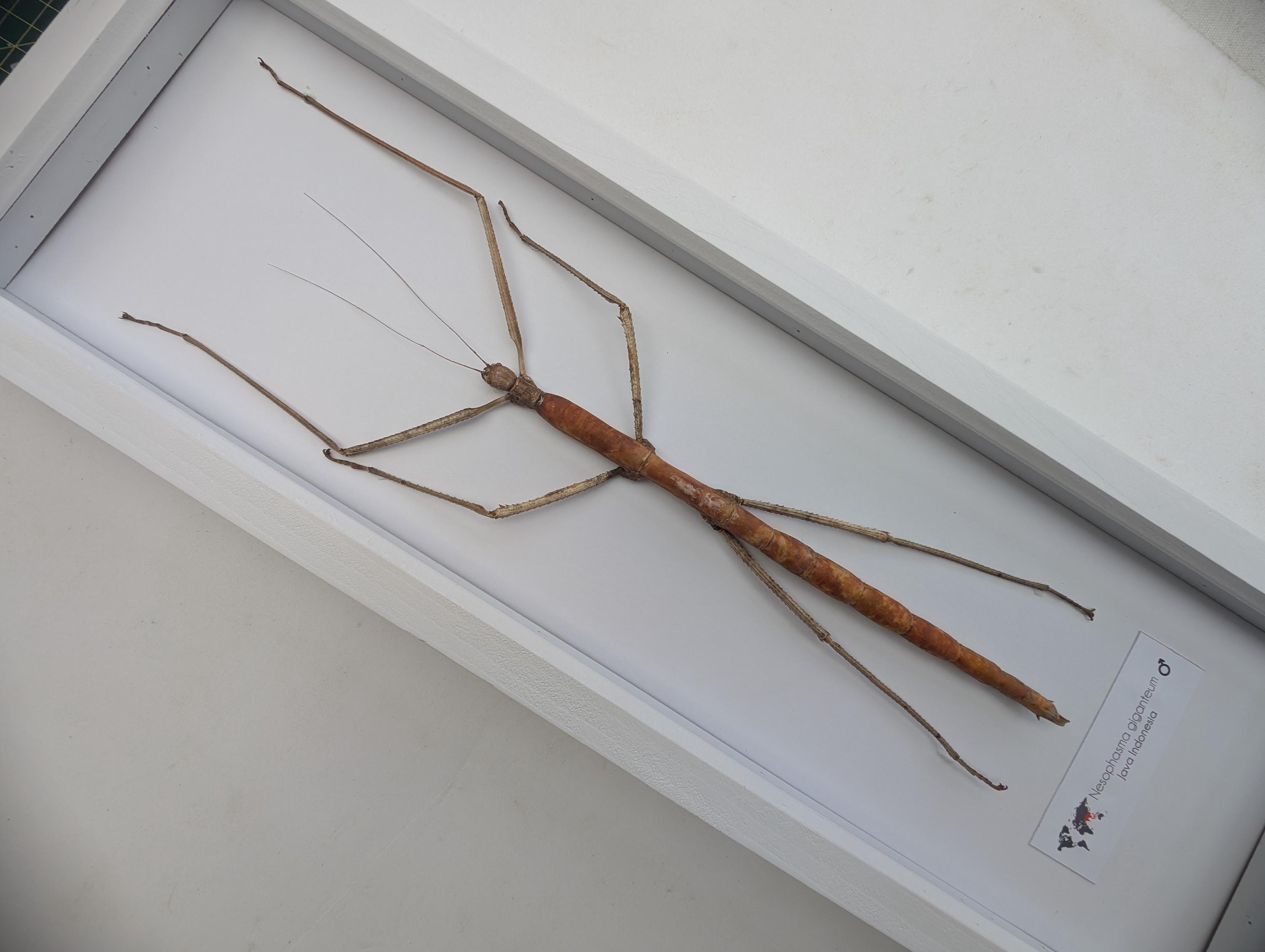 額入り巨大ナナフシ剥製：倫理的に調達された昆虫学ウォールアート