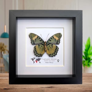 Euphaedra demeter vrouwelijk, achteraanzicht, demeter's ceres boswachtervlinder, taxidermievlinder, entomologie aanwezig, wanddecor, 6 x 6