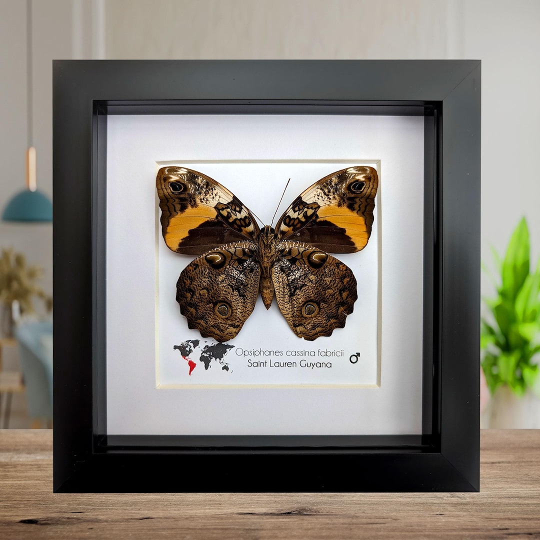 始祖蝶　Ancester’s Butterfly 【肉筆絵画】 始祖蝶 Ancester's Butterfly 【肉筆絵画】 始祖蝶 Ancester's