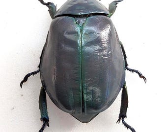 Chrysina adolphi lub ssp, forma fioletowo-zielona, samica, bardzo rzadka, Guerrero Meksyk | 39 mm