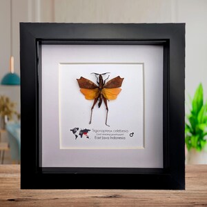 Framed sulawesi leaf grasshopper: ethically sourced entomology display