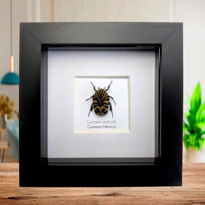 Exhibición entomológica enmarcada del escarabajo arlequín de las flores, Gymnetis radicolis (4x4)