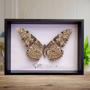 Framed thysania agrippina moth, white witch taxidermy, entomology wall decor