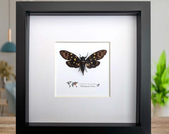 Framed gaeana maculata cicada: ethically sourced entomology wall art