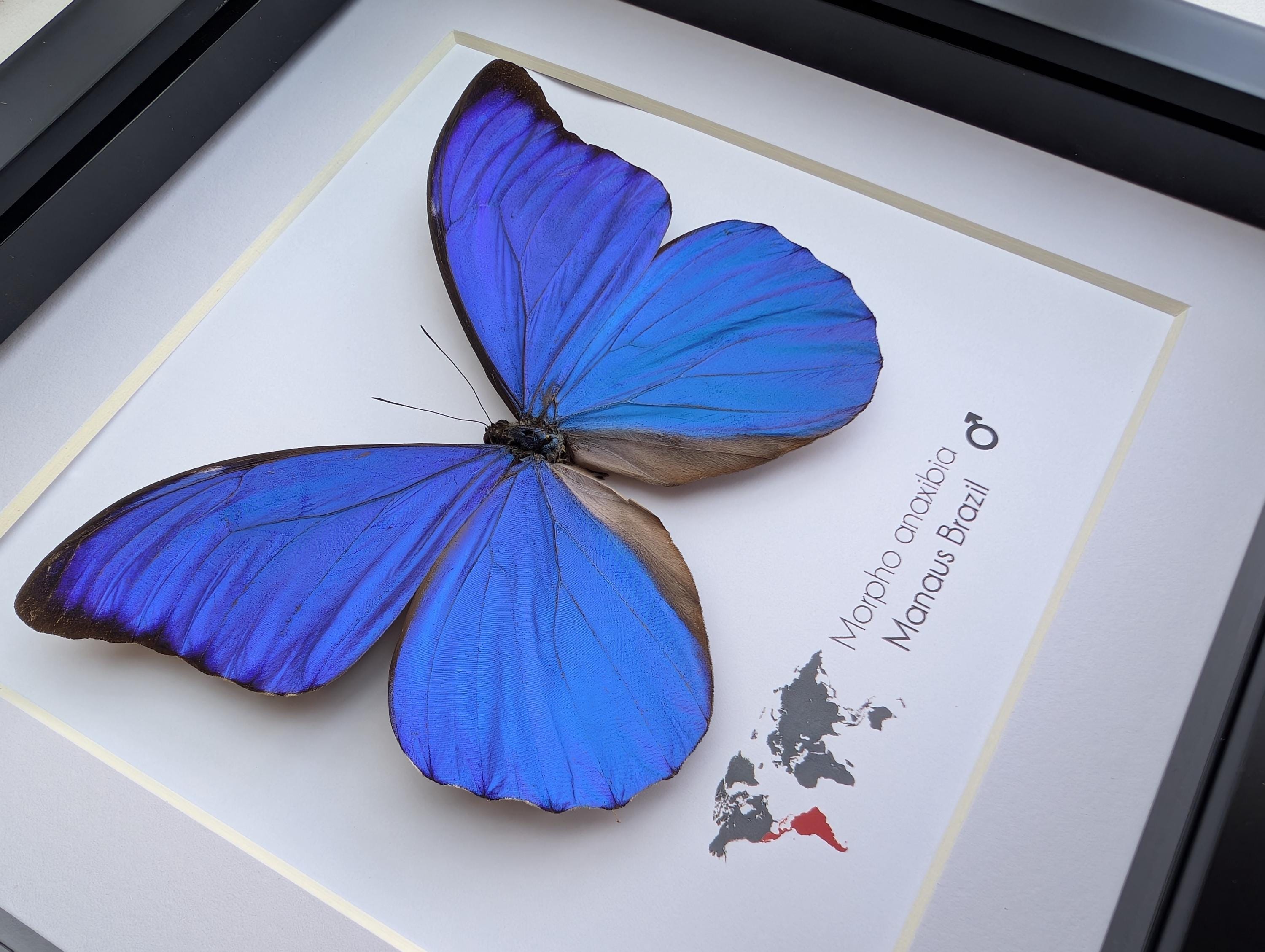 Framed Iridescent Blue Morpho Butterfly, Brazil, 8x8 Nature Art - Etsy
