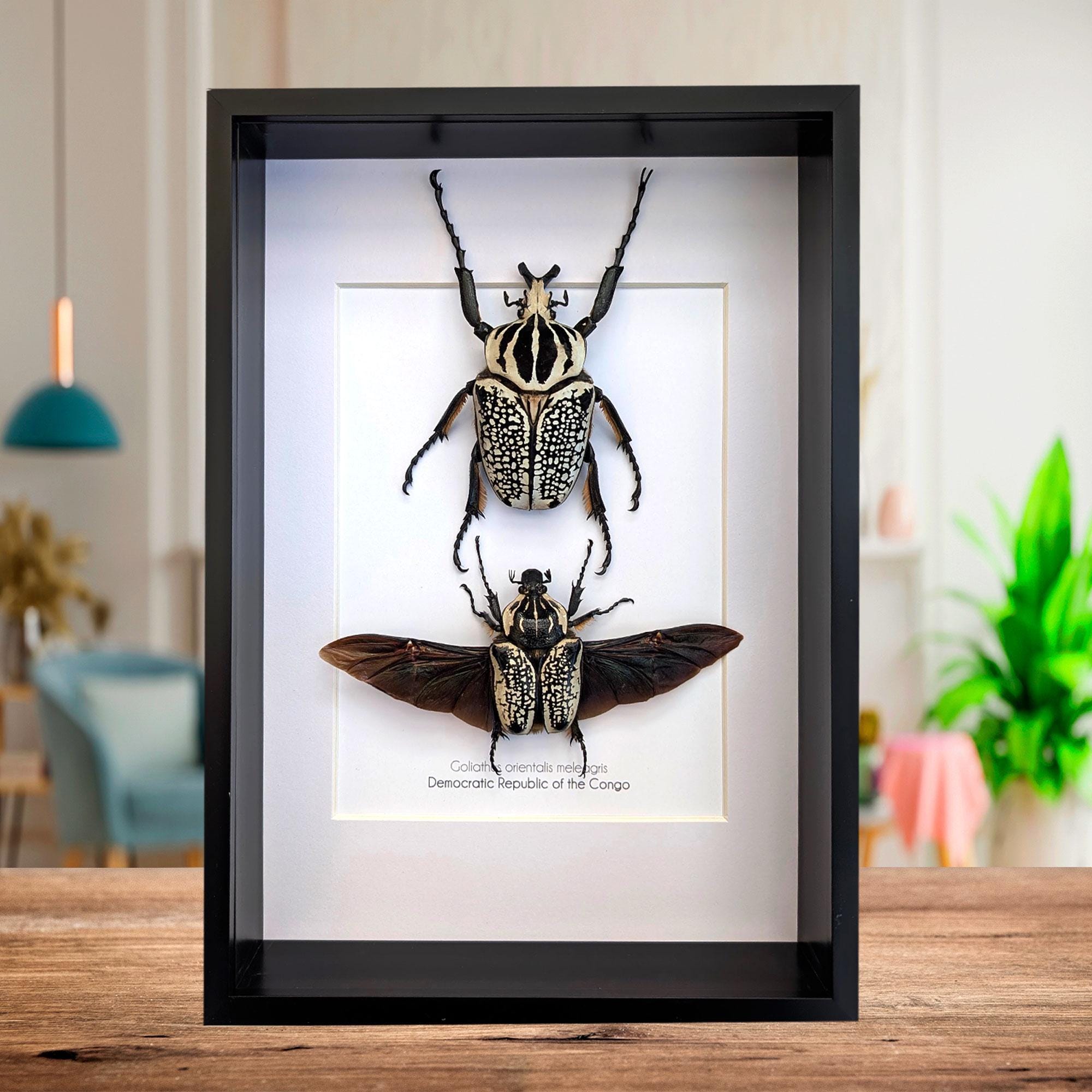 Goliathus meleagris - Etsy 日本