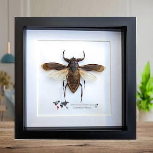 Framed giant water bug taxidermy: ethically sourced entomology wall decor