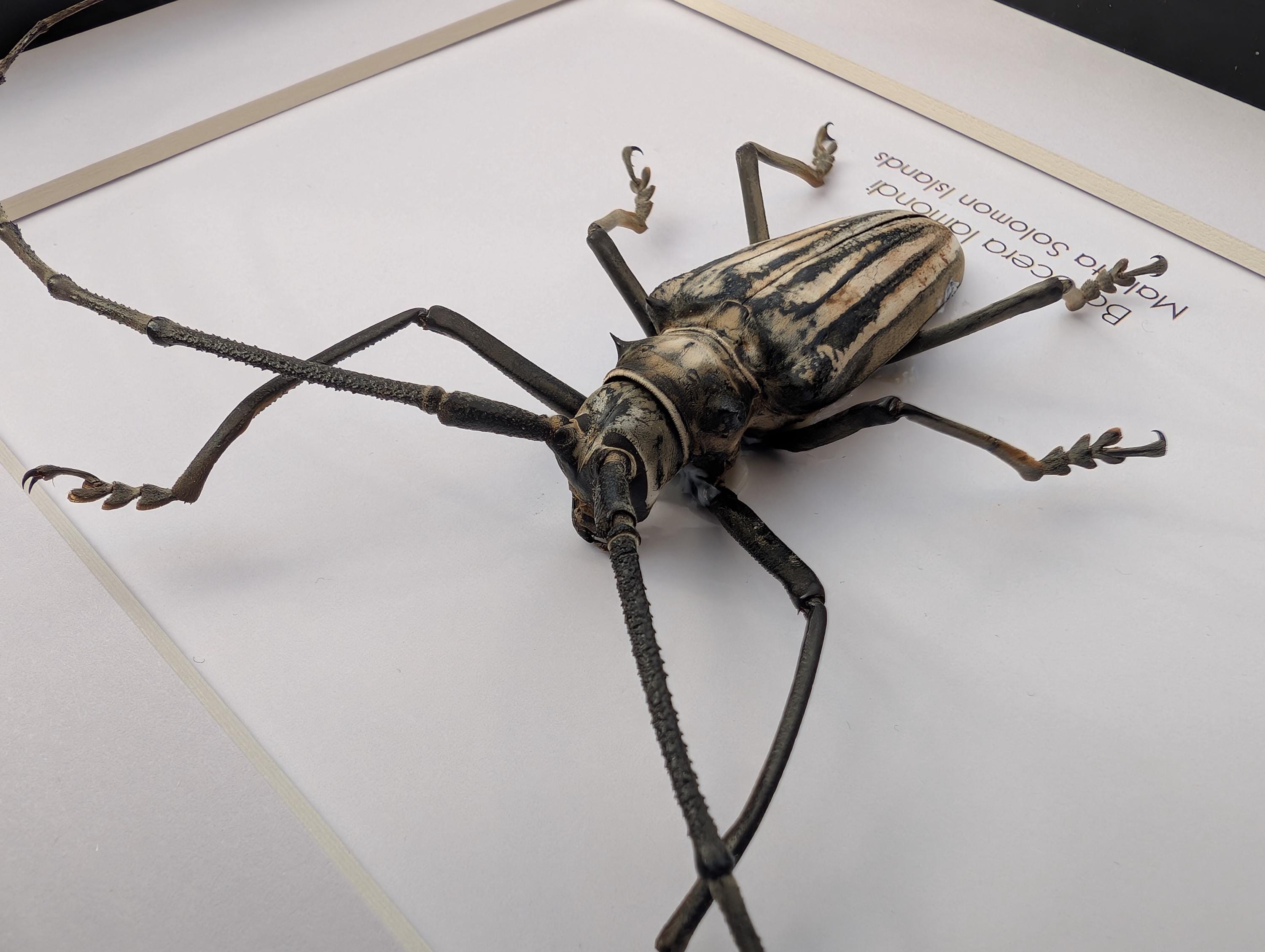 Batocera Lamondi, Large Brown Long-horned Beetle From Solomon