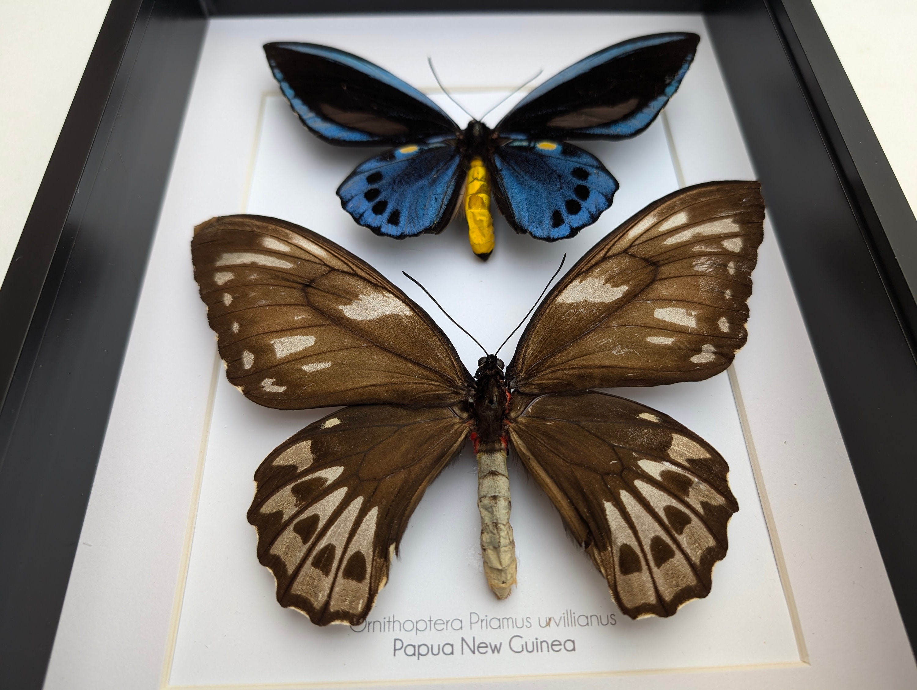 Ornithoptera priamus ♂♀ 標本 Ornithoptera priamus ♂♀ 標本