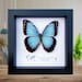 see more listings in the Framed butterflies/moths section