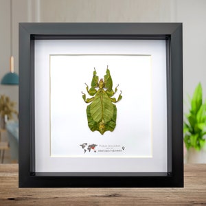 Pulchriphyllium or Phyllium bioculatum, Seychelles leaf insect, Javanese leaf insect, Gray's leaf from Indonesia, GREEN, framed  8" X 8"