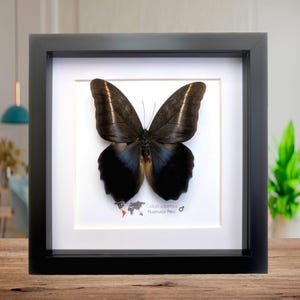 Gerahmter Caligo Superbus, Riesen Eule Schmetterling Taxidermy Art (8x8)