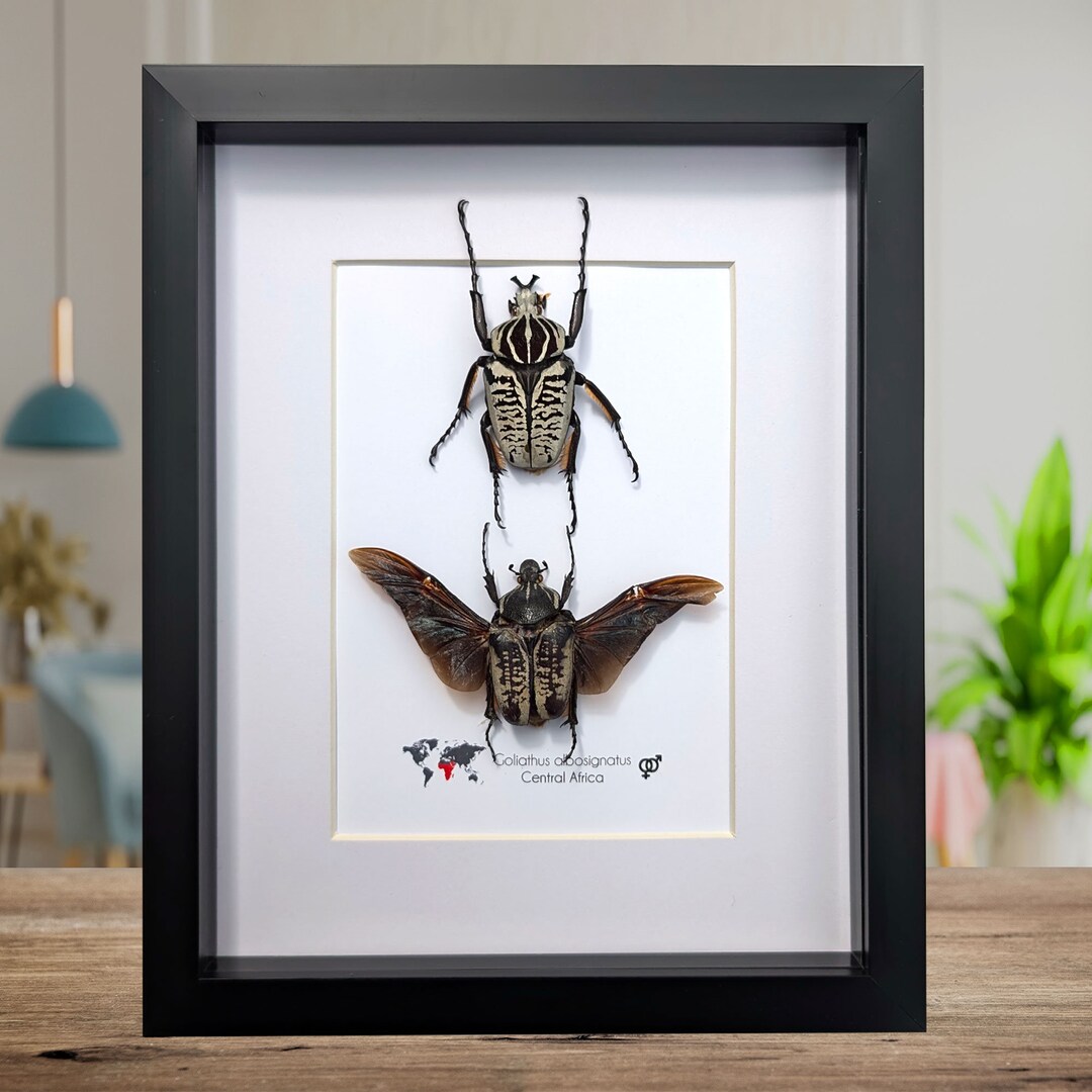 Framed Goliath Flower Beetle Taxidermy Entomology Wall Decor Etsy Framed Goliath Flower Beetle Taxidermy Entomology Wall Decor Etsy